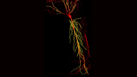neurons imaging forming memories